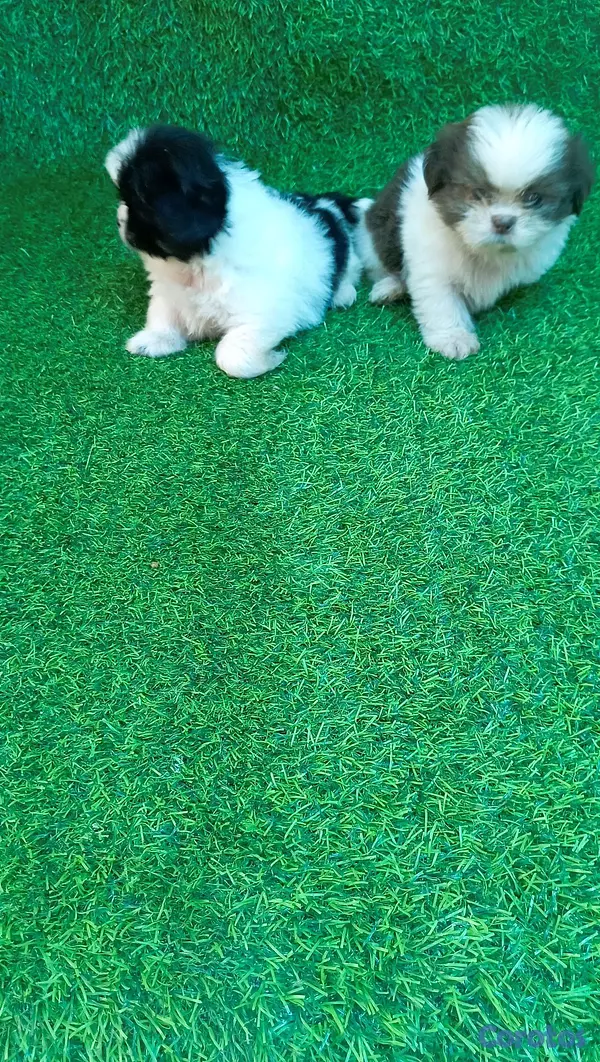 animales y mascotas - excelente cachorros shih tzu macho 3