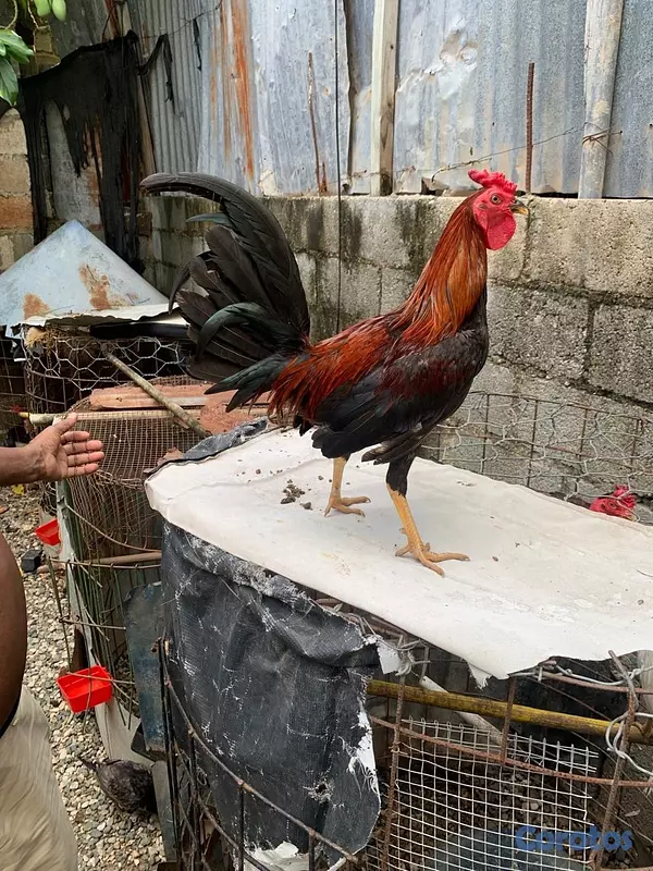 negocios en venta - VETERINARIA MONTERO 10