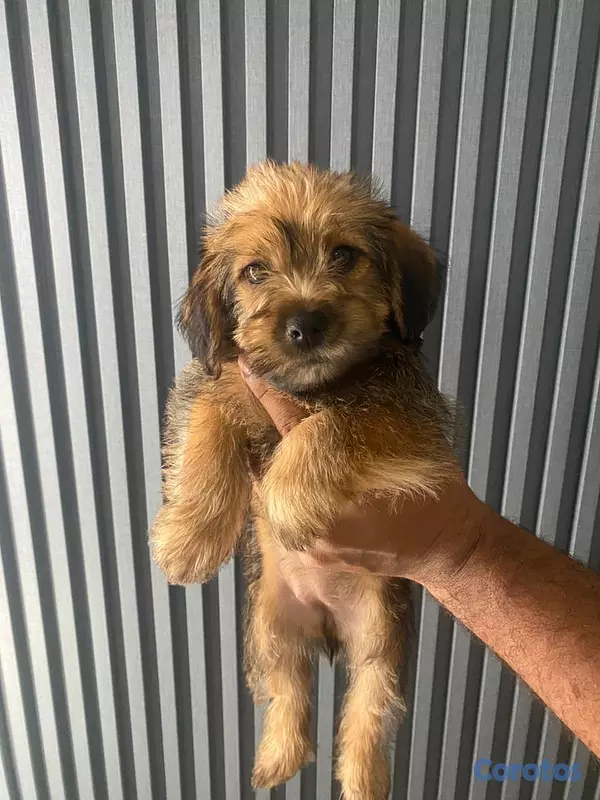 animales y mascotas - Cachorros Yorkie poo 2