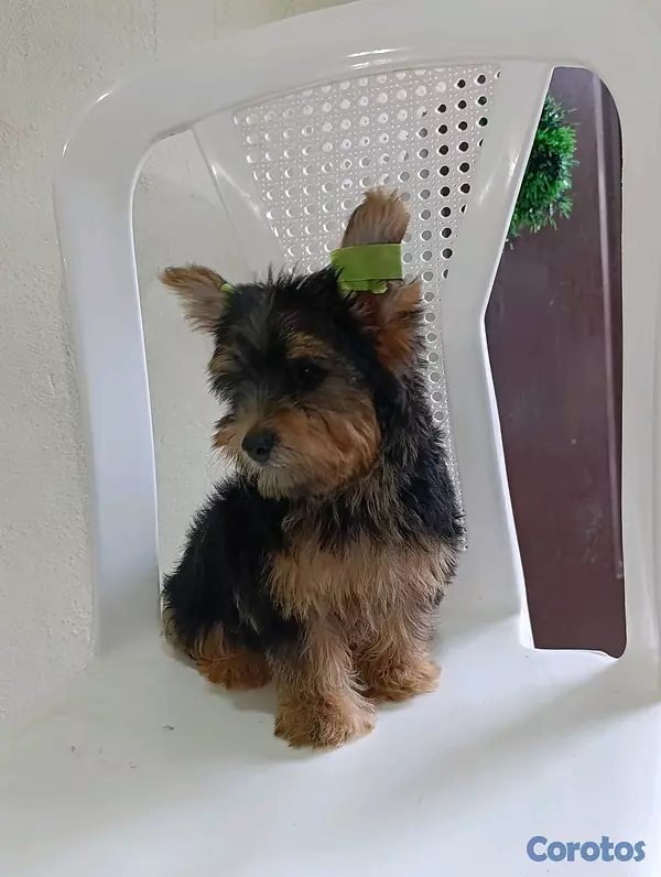 animales y mascotas - Cachorrito Yorkie Merle 3 meses de nacido 3