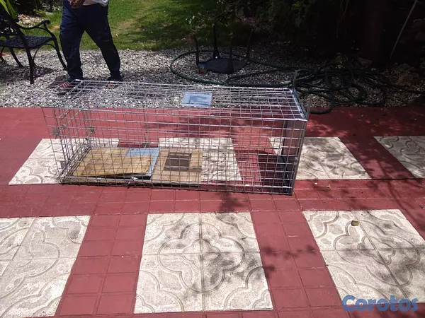animales y mascotas - TRAMPA para cachorros, gatos, animales salvajes, a 2