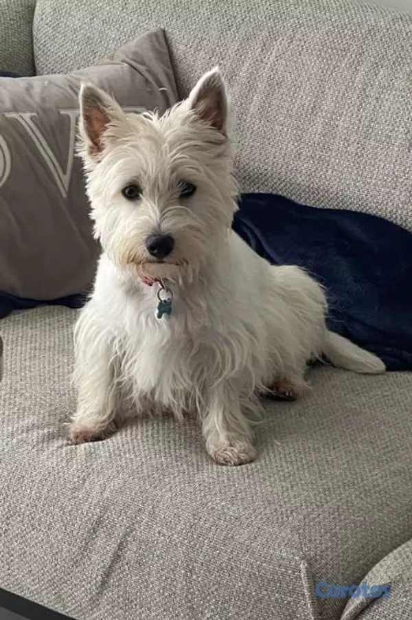 animales y mascotas - Cachorros Westies (West Highland White Terrier) 2