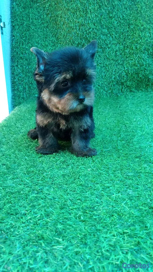 animales y mascotas - adorable cachorros yorky macho busca nuevo hogar  2