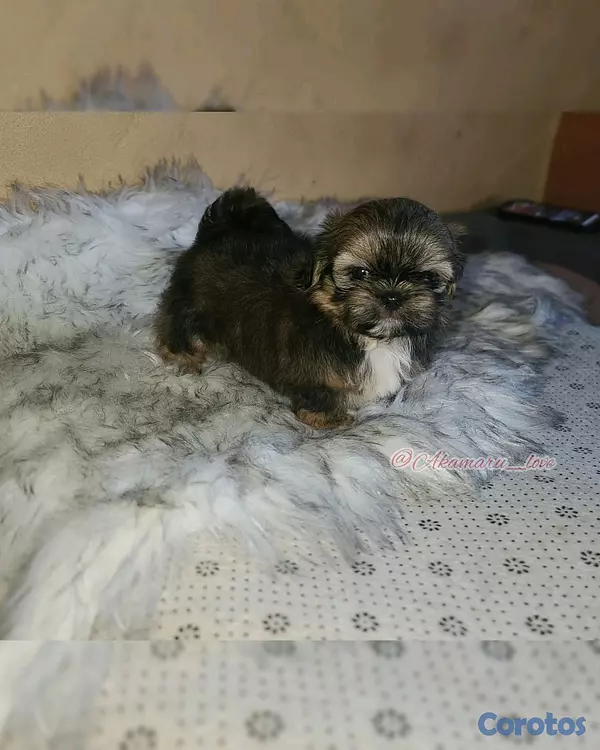 animales y mascotas - shih tzu  4