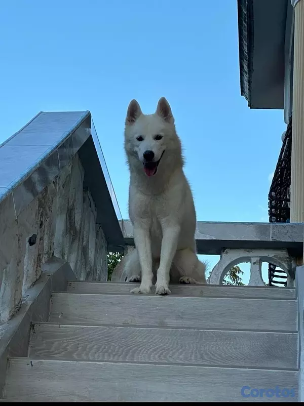 animales y mascotas - Perro Huskey siberiano , vacunado 5