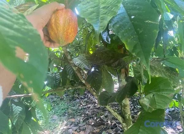 solares y terrenos - FINCA 4