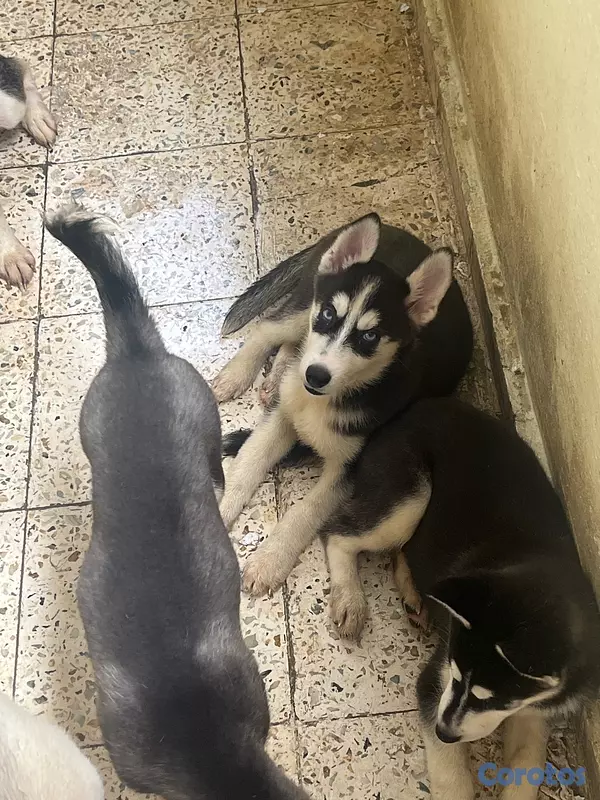 animales y mascotas - cachorros Husky listo para su nuevo hogar  2