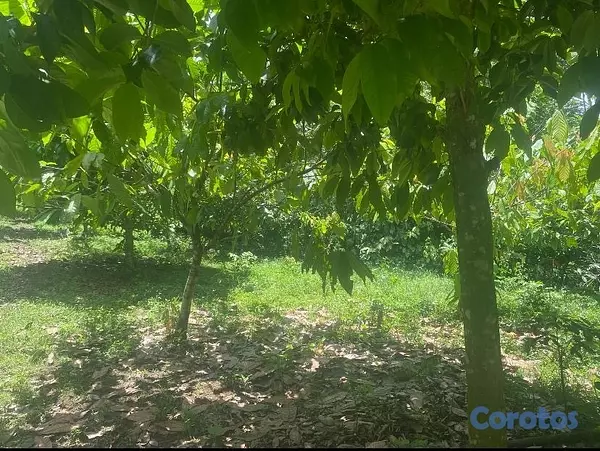 solares y terrenos - FINCA 5