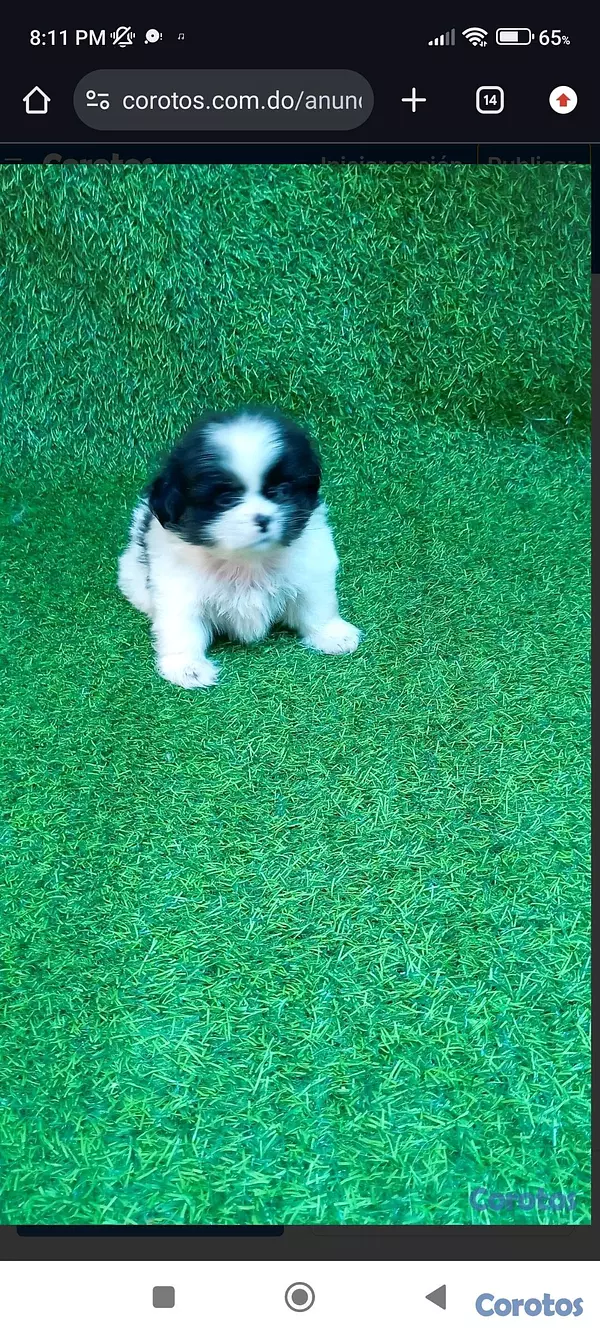 animales y mascotas - “Adorable Cachorro Shih Tzu Disponible – Amor a Primera Vista” 2