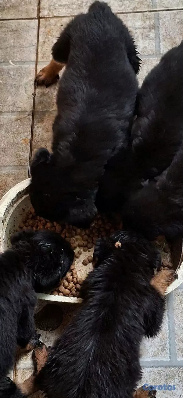 animales y mascotas - hermosos Cachorros de Rottwailer  2