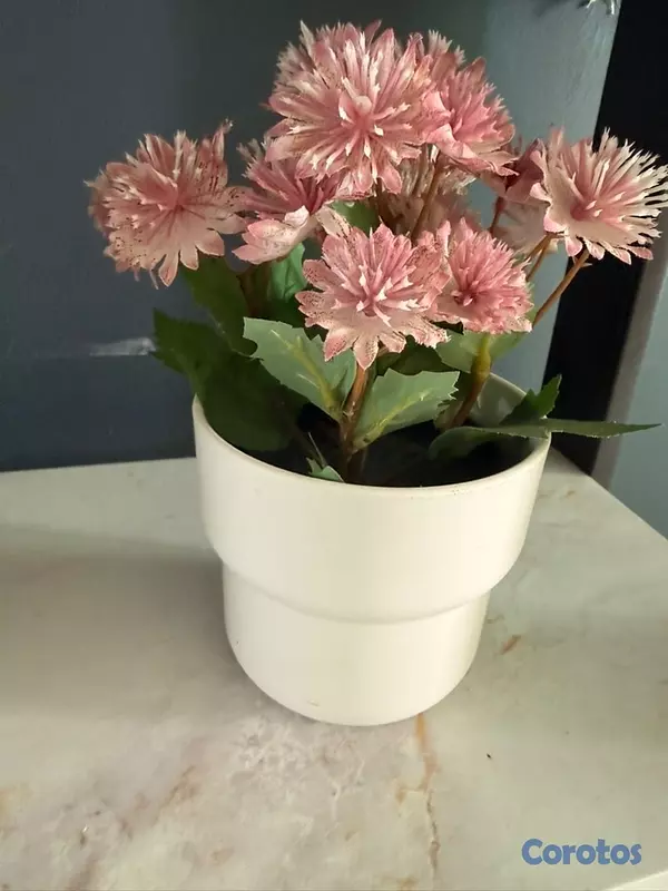 decoración y accesorios - variedad de plantas decorativas 3