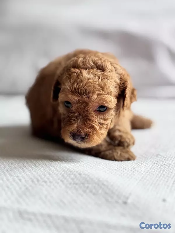 animales y mascotas - POODLE TOY CANICHE 4