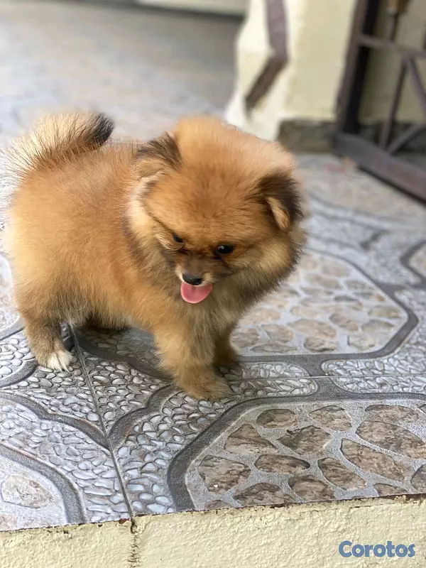 animales y mascotas - hermosos cachorritos de pomerania toy  2