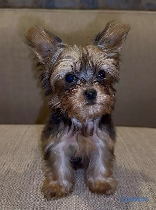 animales y mascotas - Yorkie Mini, Hembra y Machos  2