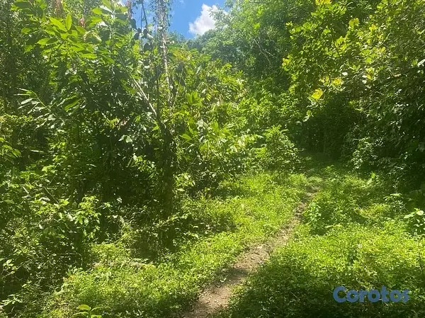 solares y terrenos - FINCA 6