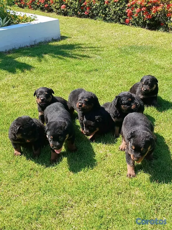 animales y mascotas - hermosos Cachorros de rottwailer de la mejor linea del pais  7