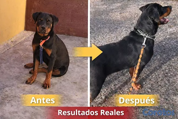 animales y mascotas - 🐶 Vitaminas y Suplementos Premium para Perros | Energía, Pelaje y Salud 7