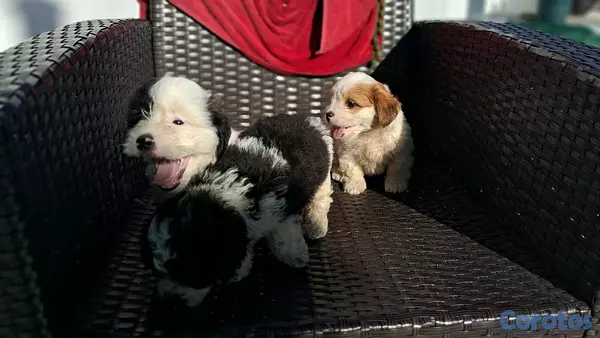 animales y mascotas - hermosos cachorritos de shipoo toy machos  6