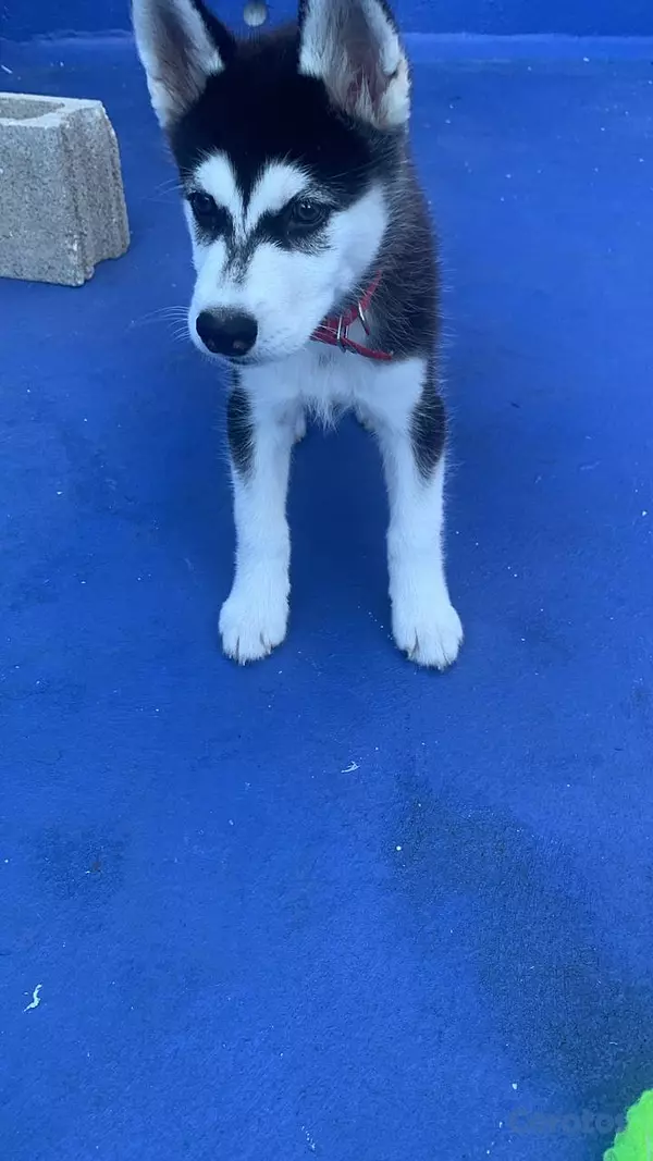 animales y mascotas - Se vende  está preciosura 🥰 7