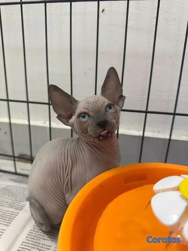 animales y mascotas - ✨ Hermosa gatita Sphynx (Esfinge) disponible ✨ 3