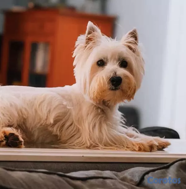 animales y mascotas - Cachorros Westies (West Highland White Terrier) 3