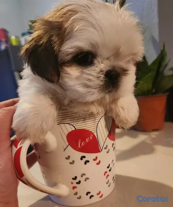 animales y mascotas - Shih tzu mini hembra 2