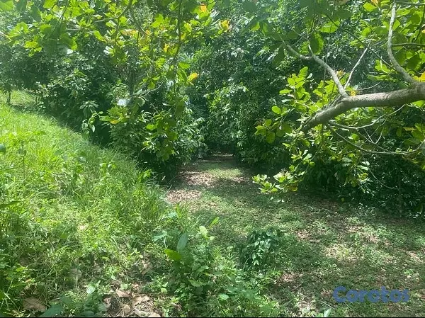 solares y terrenos - FINCA 7