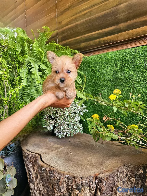 animales y mascotas - Yorki con mariposa super pequeñitos y peluditos  3