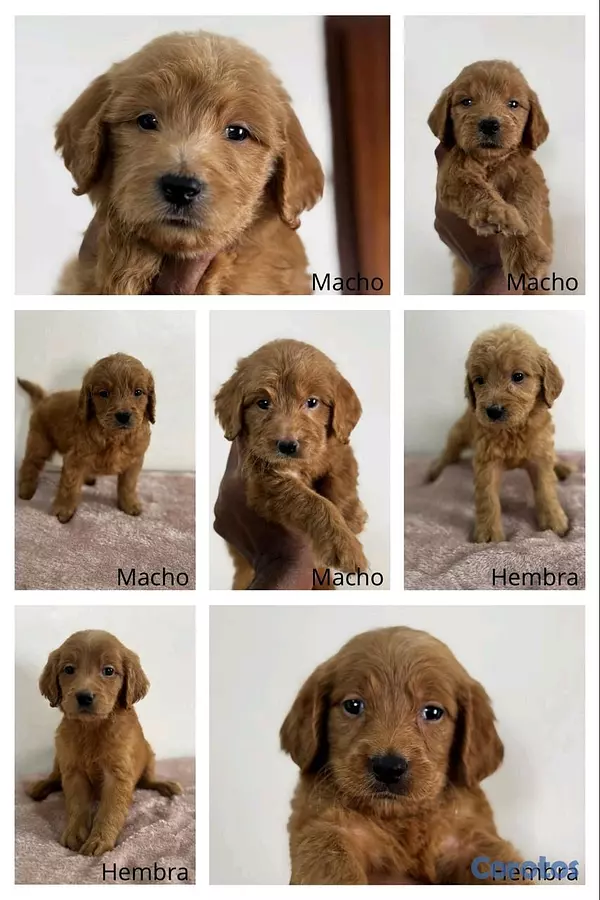 animales y mascotas - hermosos cachorritos goldendoodle 2