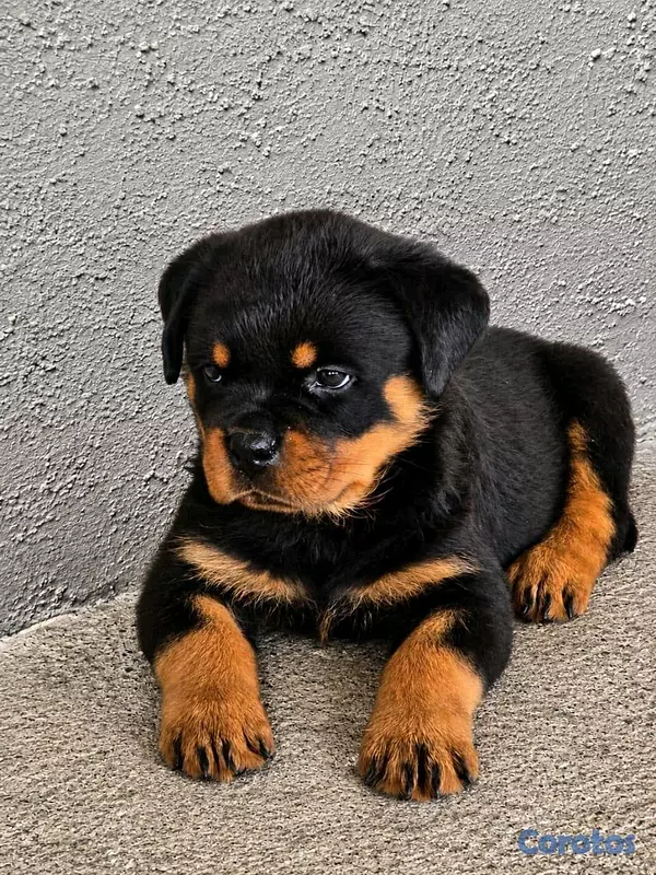 animales y mascotas - Rottweiler  2