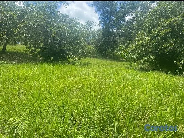 solares y terrenos - FINCA 8