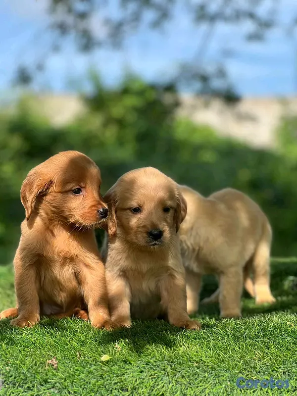 animales y mascotas - hermosos Cachorros golden retriever  4