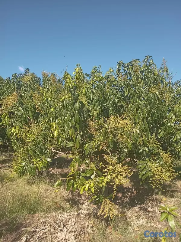 otros inmuebles - Vendo Finca de Mangos en Azúa, República Dominicana  3