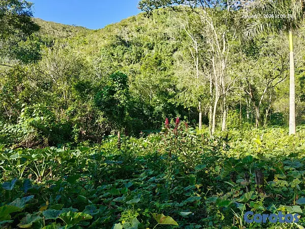 solares y terrenos - Oportunidad: Finca Con Boca De Río. Buena Para Cos 9