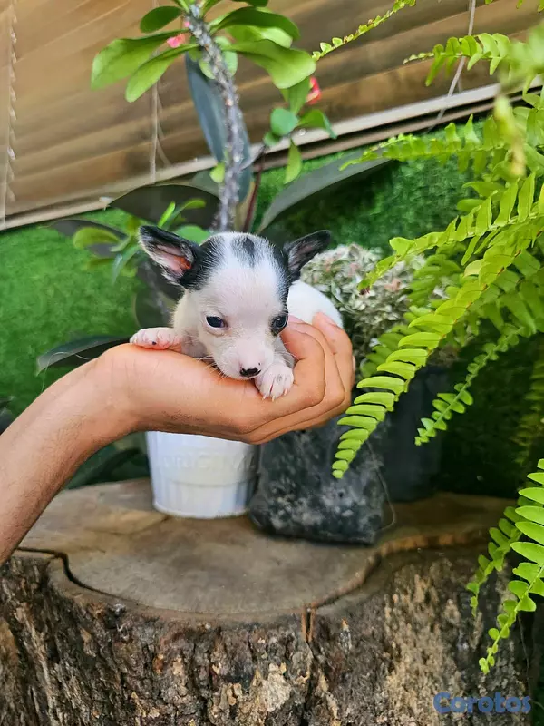 animales y mascotas - chihuahua miniatura Super pequeñitos 100% 4