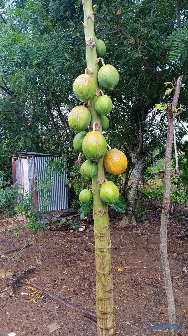 solares y terrenos - finca de 376 tareasen sabana grande de boya  4
