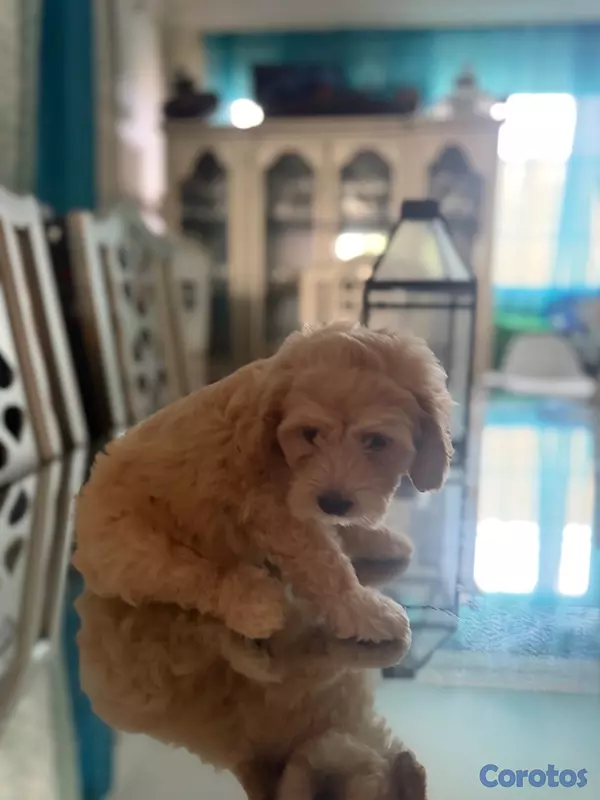 animales y mascotas - Vendo Cocker Spaniels 17
