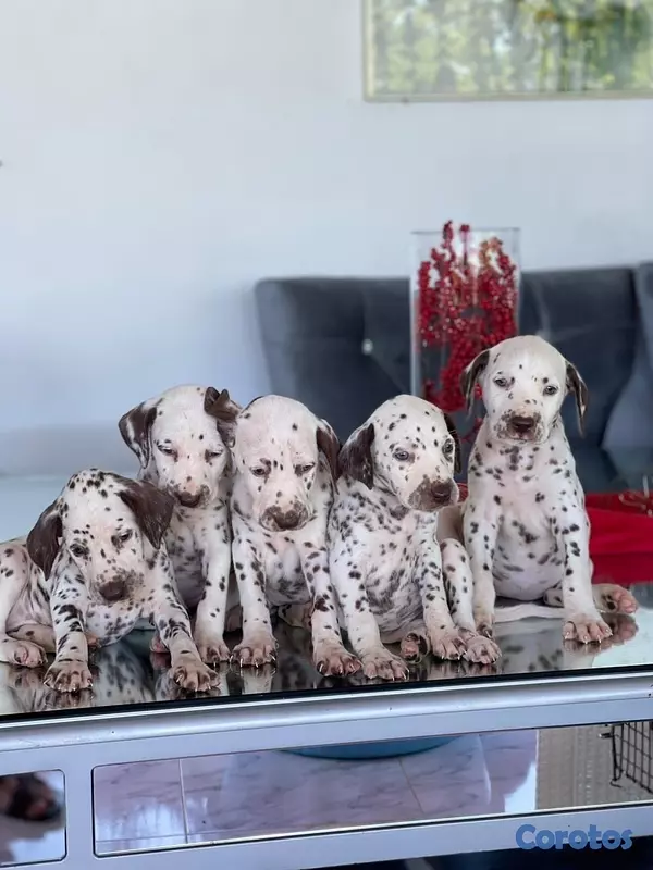 animales y mascotas - Hermosos cachorros Dálmatas 🐶🐾 4