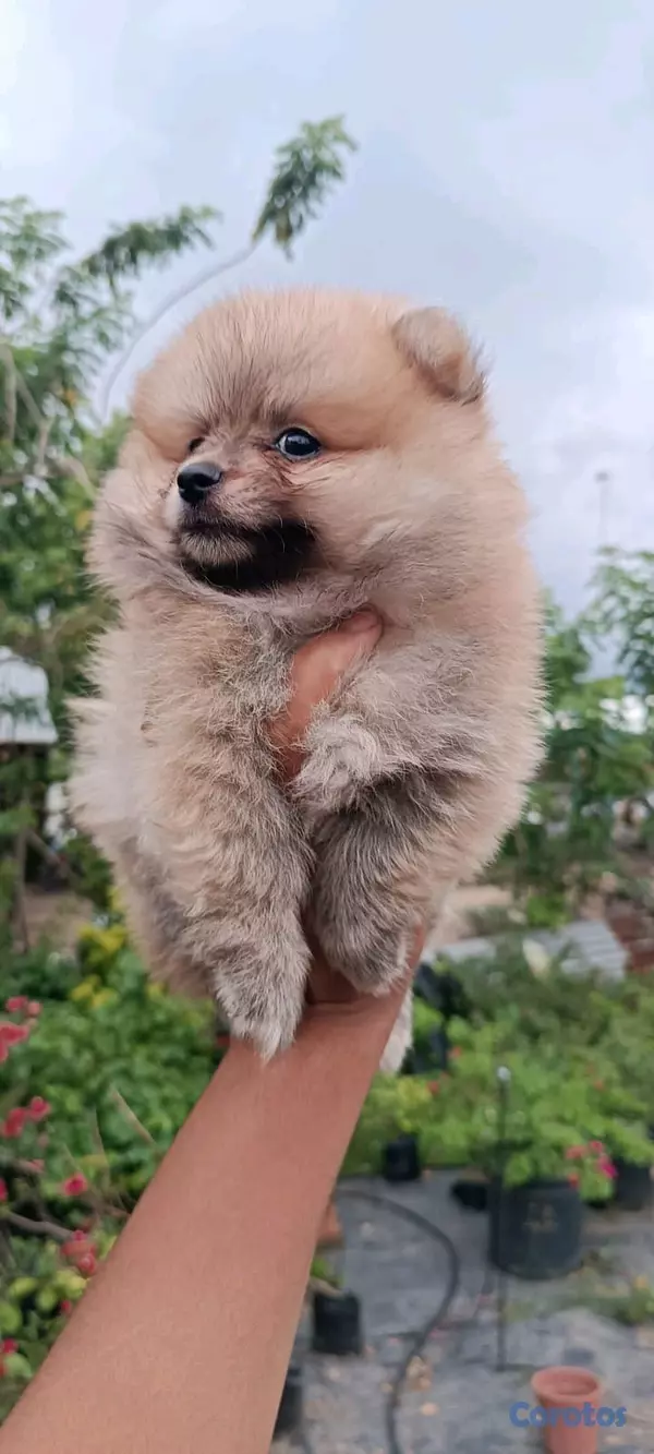 animales y mascotas - hermosos Cachorros pomerania toy 4