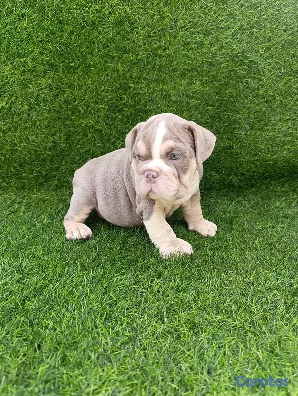 animales y mascotas - Bulldog ingles 4