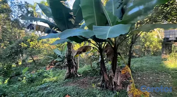 solares y terrenos - finca de 14 tareas en Monte Plata  5
