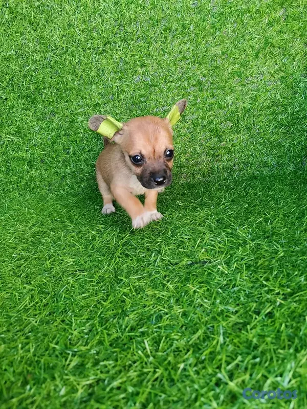 animales y mascotas - hermosos cachorritos de Chihuahua  6