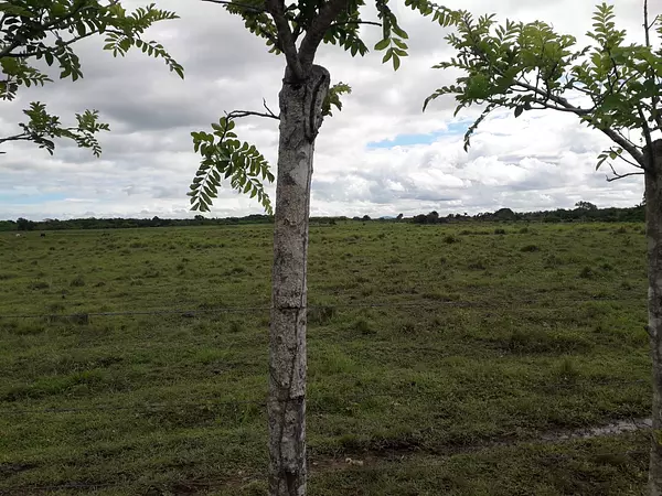 solares y terrenos - finca agrícola o ganadera  3