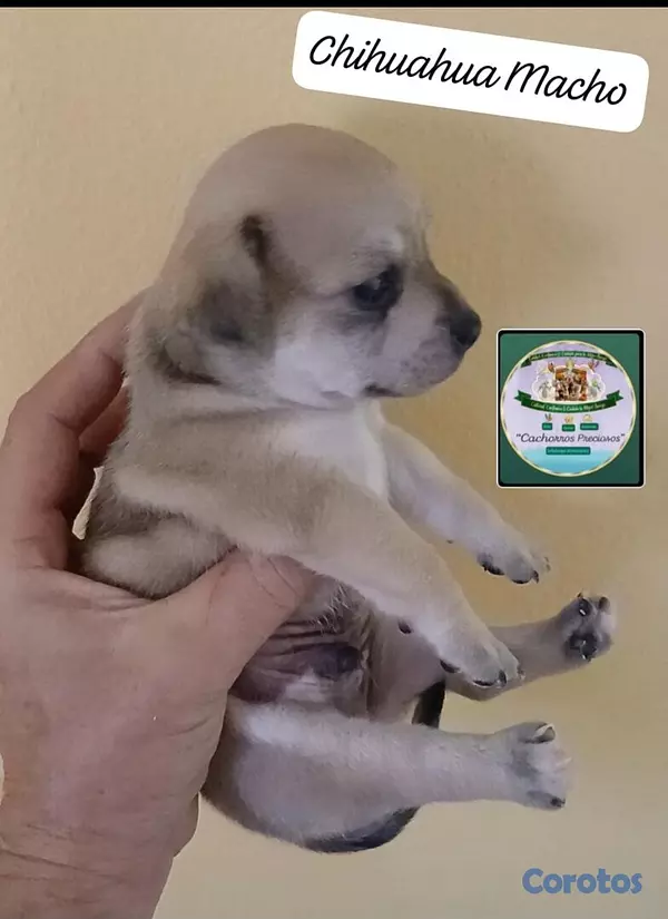 animales y mascotas - Chihuahua Mini/Toy/Micro 6