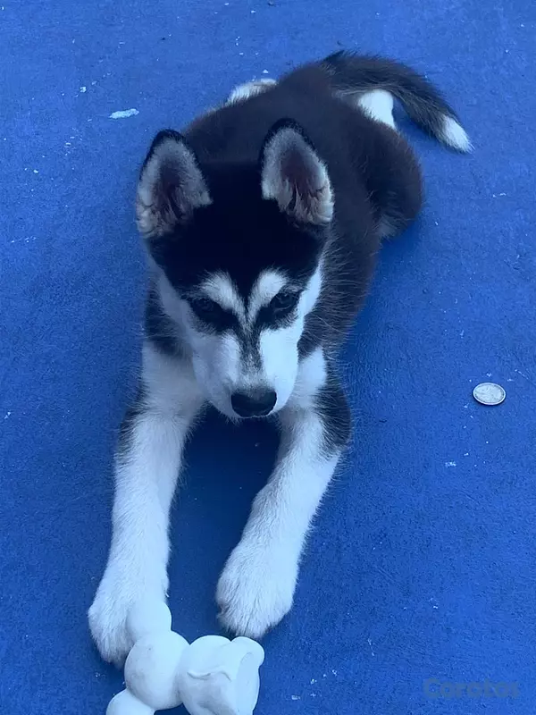animales y mascotas - Se vende  está preciosura 🥰 9