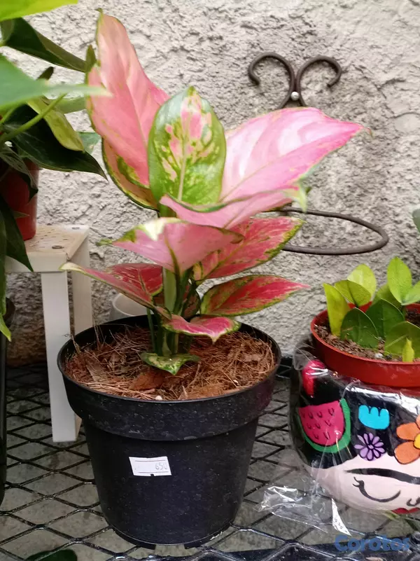 herramientas, jardines y exterior - Plantas ornamentales para ti  4