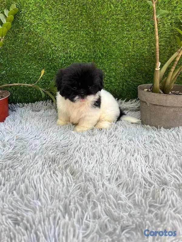 animales y mascotas - shih tzu machito .  2