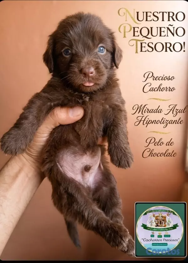 animales y mascotas - Labradoodle  8