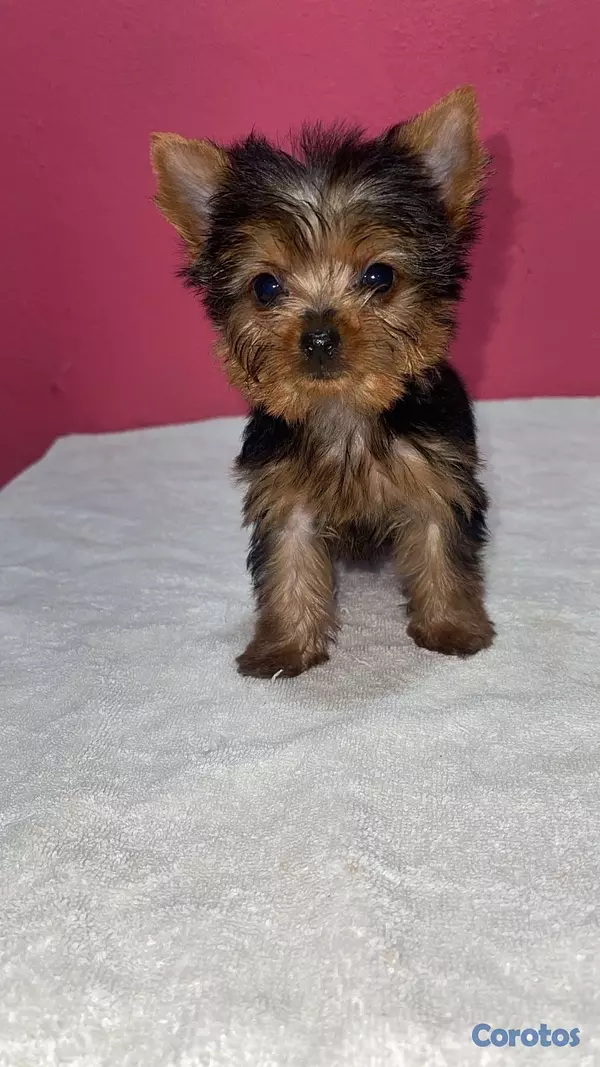 animales y mascotas - Yorkie terrier  3