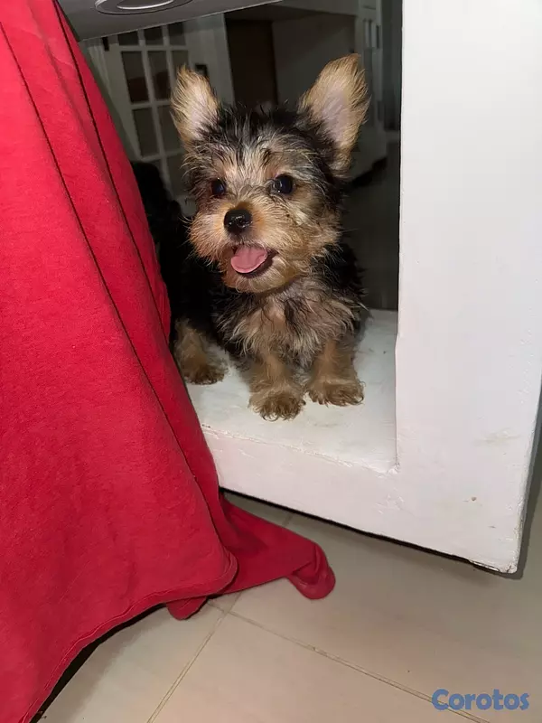 animales y mascotas - Yorkshire Terrier Yorki Yorkie  3